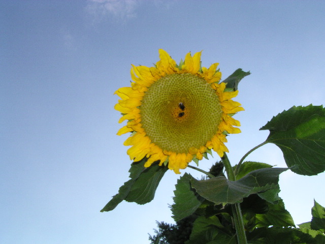 image1